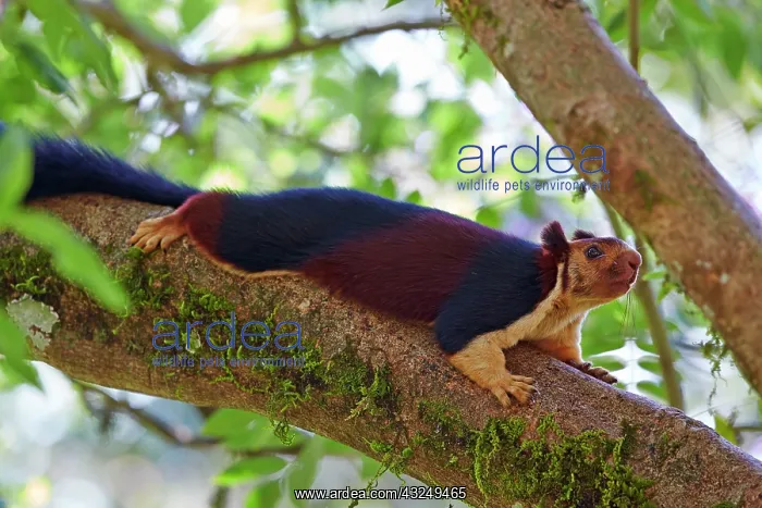 : Indian Giant Squirrel / Malabar Giant Squirrel : Indian Giant Squirrel / Malabar Giant Squirrel