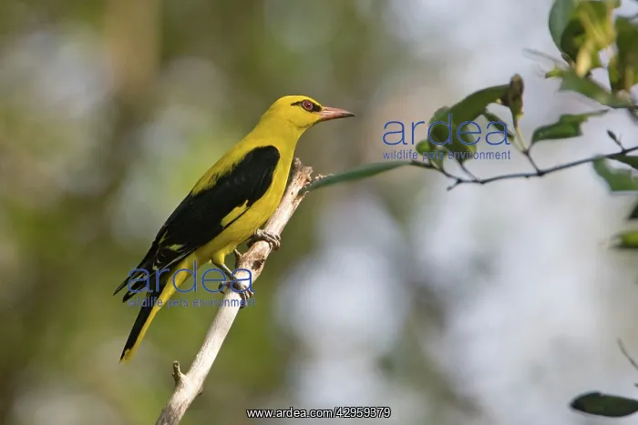 : Indian Golden Oriole / Eurasian Golden Oriole : Indian Golden Oriole / Eurasian Golden Oriole