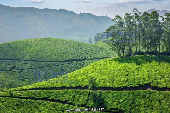 : Indian Green Tea plantations in Munnar, Kerala : Indian Green Tea plantations in Munnar, Kerala