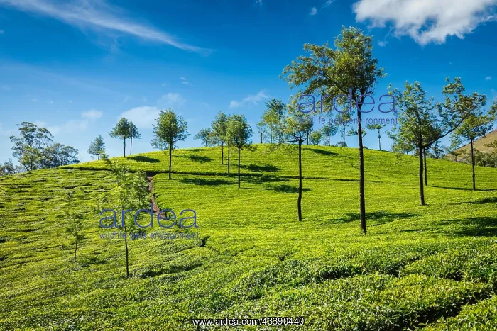 : Indian Green Tea plantations in Munnar, Kerala : Indian Green Tea plantations in Munnar, Kerala