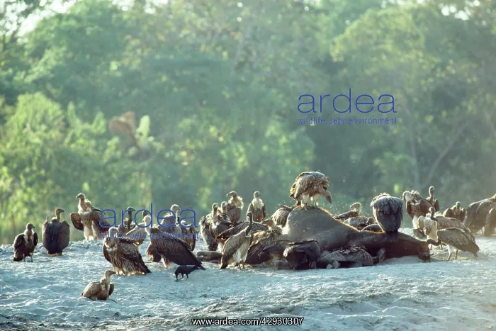 : Indian Griffon & Indian White-backed / White-rumped : Indian Griffon & Indian White-backed / White-rumped