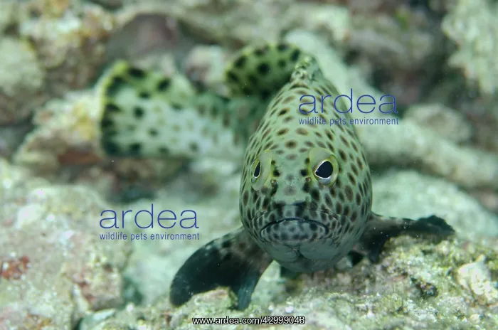 : Indian Grouper - Pohon Miring dive site, Banda Besar : Indian Grouper - Pohon Miring dive site, Banda Besar