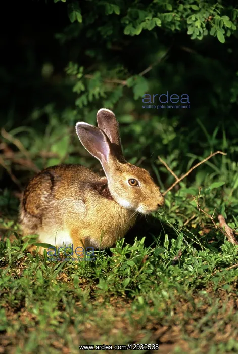  : Indian HARE - Yala National Park
