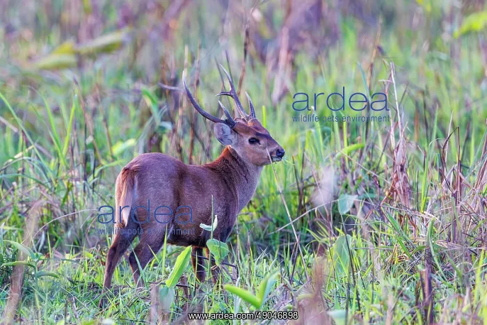 : Indian hog deer (Axis porcinus) : Indian hog deer (Axis porcinus)