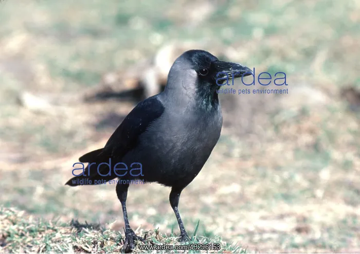 : INDIAN HOUSE CROW / Indian Crow : INDIAN HOUSE CROW / Indian Crow