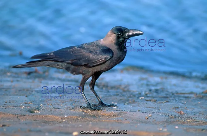  : Indian house crow - introduced pest species