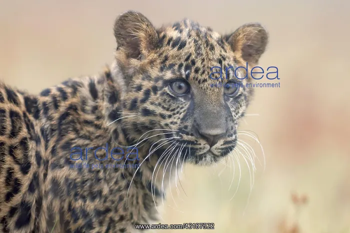 : Indian indian leopard (Panthera pardus fusca) young : Indian indian leopard (Panthera pardus fusca) young