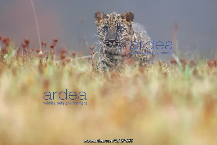 : Indian indian leopard (Panthera pardus fusca) young : Indian indian leopard (Panthera pardus fusca) young
