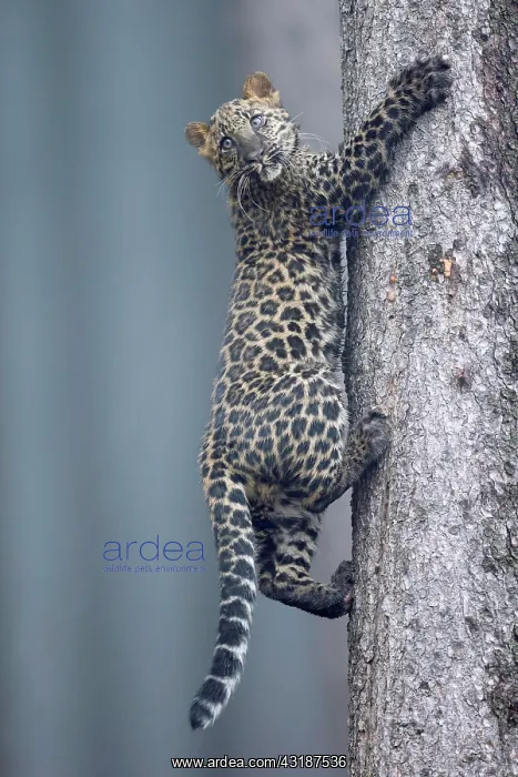 : Indian indian leopard (Panthera pardus fusca) young : Indian indian leopard (Panthera pardus fusca) young
