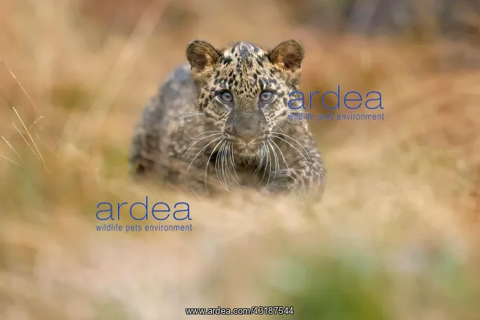 : Indian indian leopard (Panthera pardus fusca) young : Indian indian leopard (Panthera pardus fusca) young
