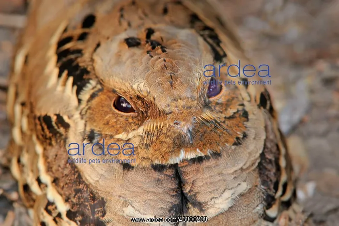 : Indian indian nightjar (Caprimulgus asiaticus) adult : Indian indian nightjar (Caprimulgus asiaticus) adult