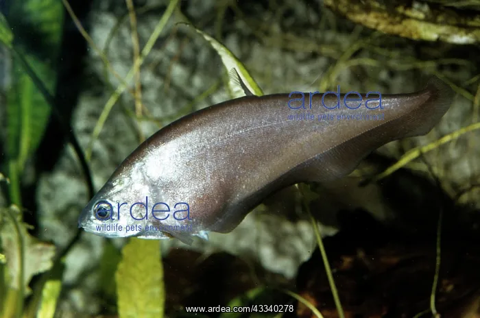 : Indian Knife FIsh : Indian Knife FIsh