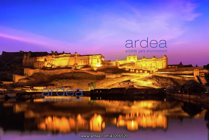 : Indian landmark, Amer Fort (Amber Fort) illumina : Indian landmark, Amer Fort (Amber Fort) illumina