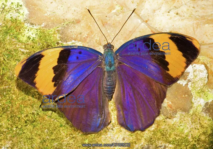 : Indian Leaf Butterfly : Indian Leaf Butterfly