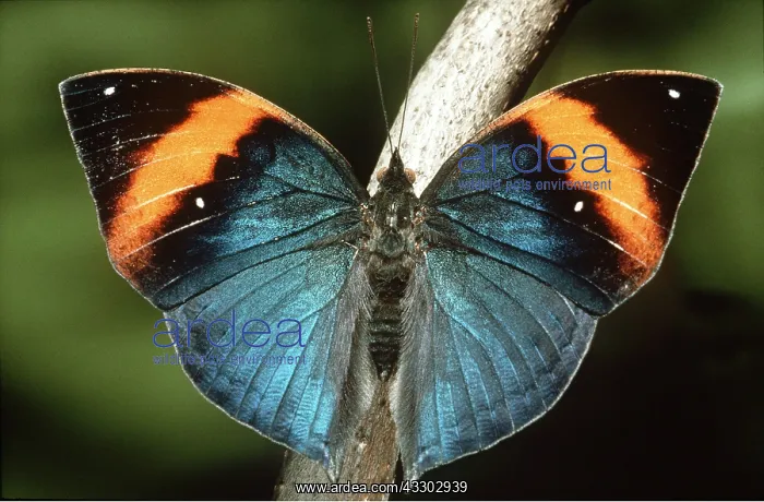 : INDIAN LEAF BUTTERFLY - ON BRANCH : INDIAN LEAF BUTTERFLY - ON BRANCH