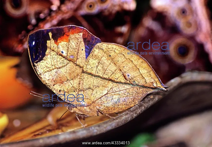 : Indian Leafwing Butterfly : Indian Leafwing Butterfly