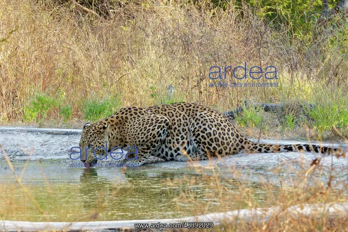 : Indian leopard : Indian leopard