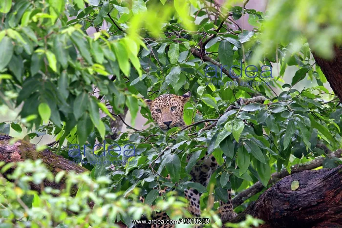 : Indian Leopard adult resting in a tree : Indian Leopard adult resting in a tree