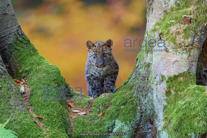  : Indian leopard (Panthera pardus fusca), young animal on tree