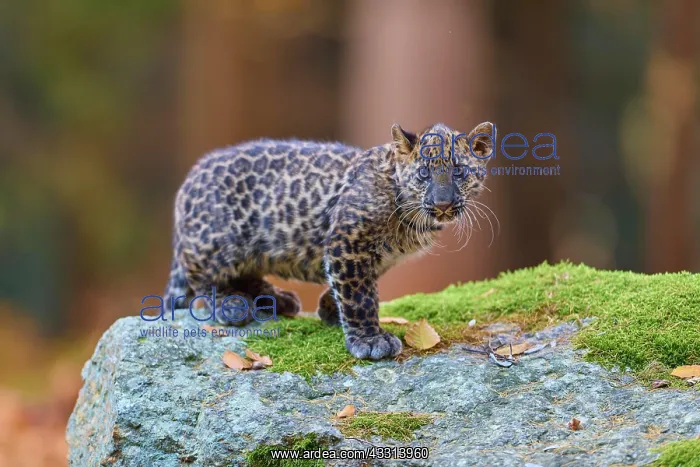 : Indian leopard (Panthera pardus fusca), young an : Indian leopard (Panthera pardus fusca), young an