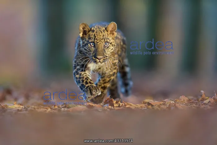 : Indian leopard (Panthera pardus fusca), young an : Indian leopard (Panthera pardus fusca), young an