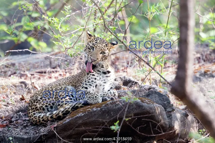 : Indian Leopard young : Indian Leopard young