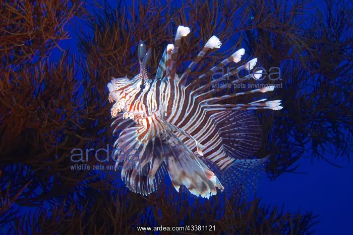 : Indian (lionfish Pterois miles) in black wire coral : Indian (lionfish Pterois miles) in black wire coral