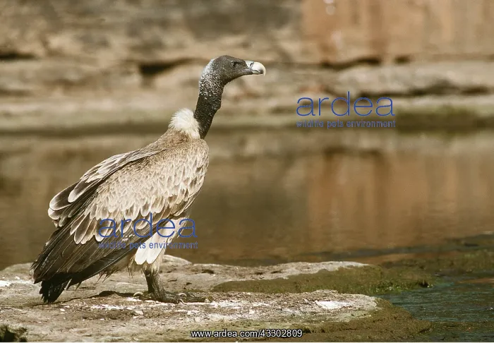 : INDIAN LONG-BILLED VULTURE - near water's edge : INDIAN LONG-BILLED VULTURE - near water's edge