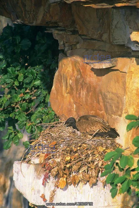 : Indian Long-billed Vulture - on nest with chick : Indian Long-billed Vulture - on nest with chick