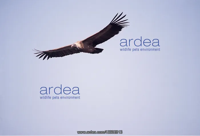 : INDIAN LONG-BILLED VULTURE - soaring : INDIAN LONG-BILLED VULTURE - soaring