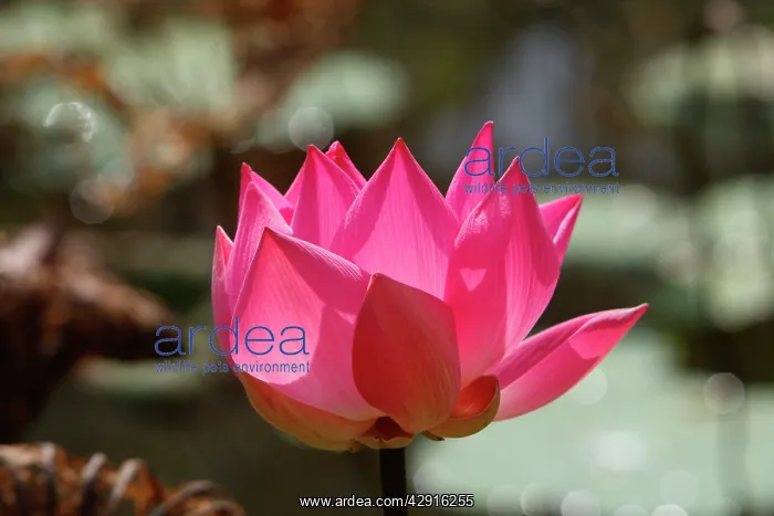 : Indian lotus / sacred lotus / bean of India / sacred : Indian lotus / sacred lotus / bean of India / sacred