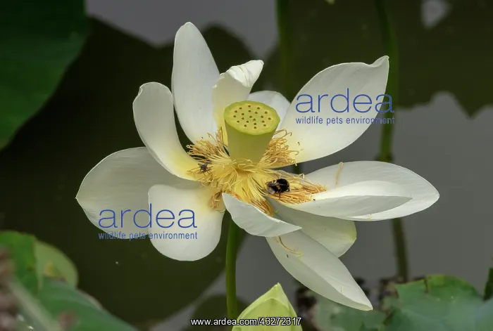 : Indian lotus or Sacred lotus, Nelumbo nucifera : Indian lotus or Sacred lotus, Nelumbo nucifera