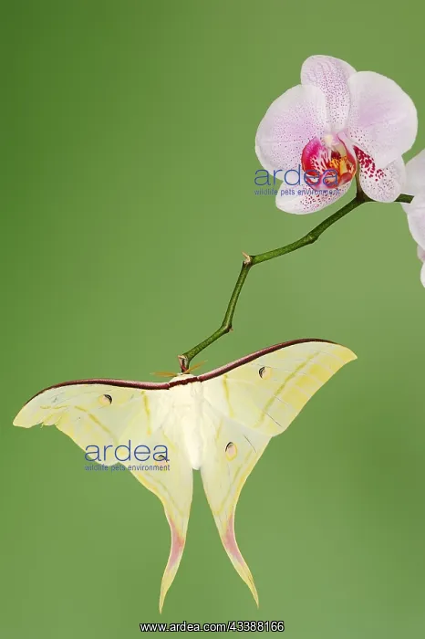 : Indian luna moth (Actias selene), male on butterfly : Indian luna moth (Actias selene), male on butterfly