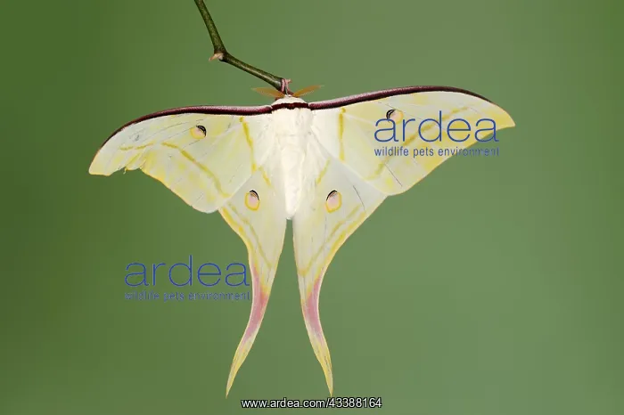 : Indian luna moth (Actias selene), male, captive : Indian luna moth (Actias selene), male, captive