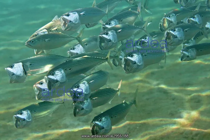 : Indian Mackerel : Indian Mackerel