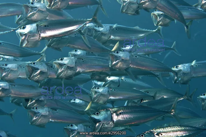: Indian Mackerel : Indian Mackerel