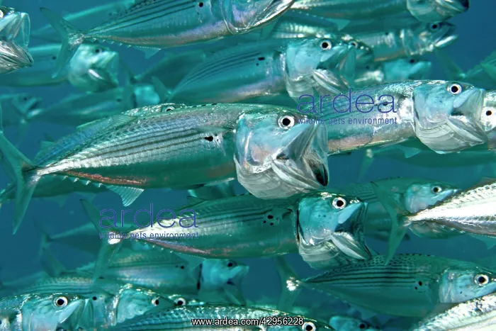 : Indian Mackerel : Indian Mackerel