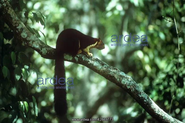 : Indian / Malabar Giant Squirrel : Indian / Malabar Giant Squirrel