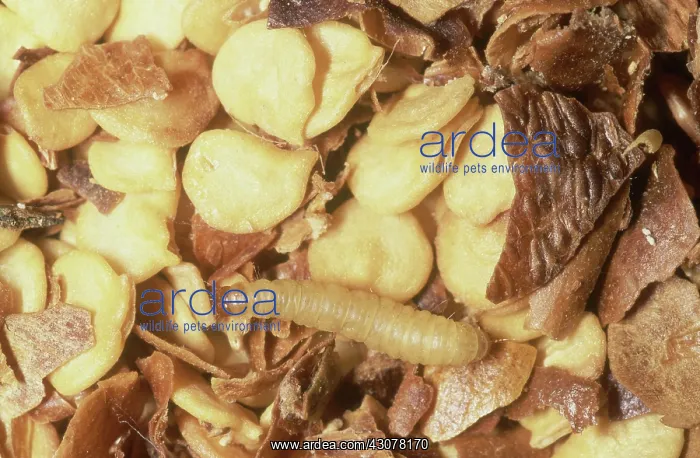 : Indian Meal Moth Larva : Indian Meal Moth Larva