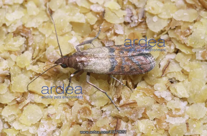 : Indian Meal Moth (Plodia interpunctella) : Indian Meal Moth (Plodia interpunctella)