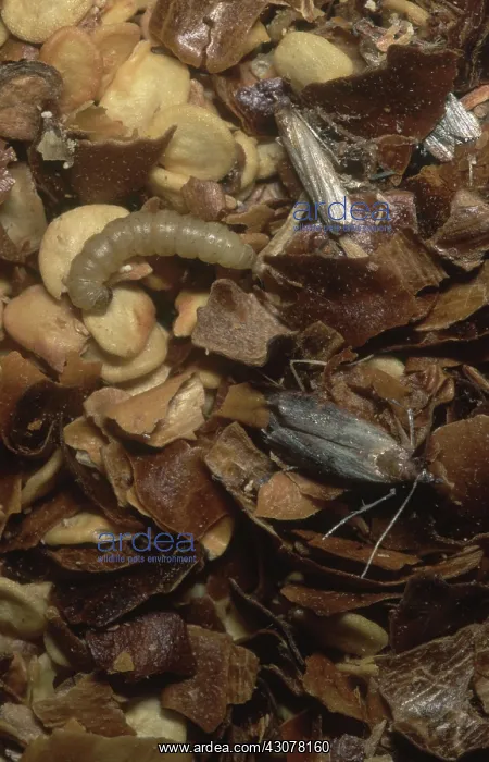 : Indian Meal Moths : Indian Meal Moths