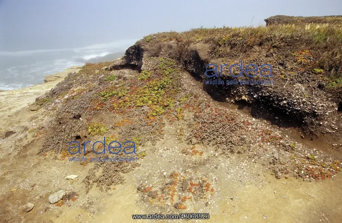 : Indian Midden, Santa Rosa Island : Indian Midden, Santa Rosa Island