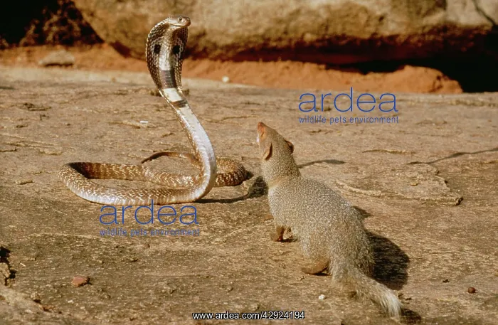  : Indian Mongoose - attacking Indian Cobra