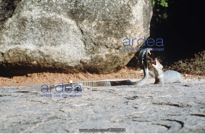 : INDIAN MONGOOSE - attacking Indian Cobra : INDIAN MONGOOSE - attacking Indian Cobra