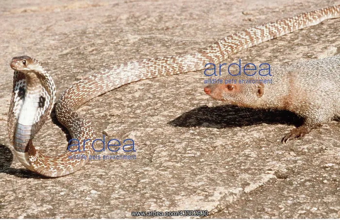 : INDIAN MONGOOSE - attacking Indian Cobra : INDIAN MONGOOSE - attacking Indian Cobra