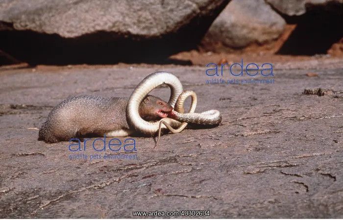 : Indian MONGOOSE - attacking Indian cobra : Indian MONGOOSE - attacking Indian cobra