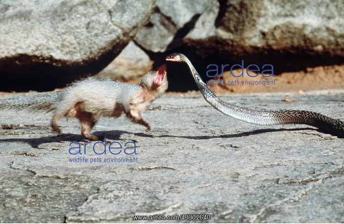 : Indian MONGOOSE - attacking Indian cobra : Indian MONGOOSE - attacking Indian cobra