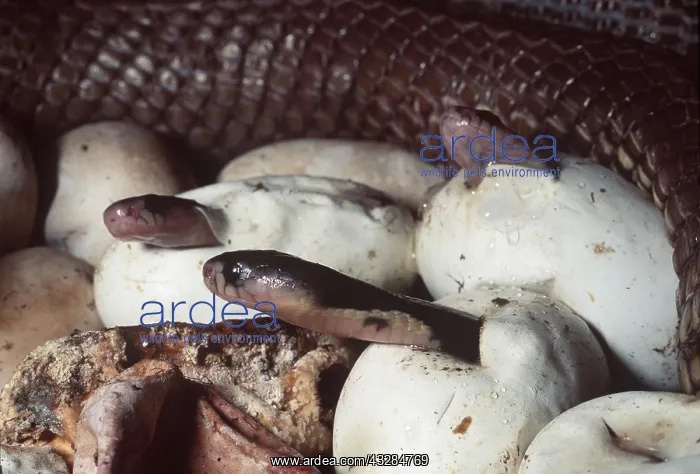 : Indian / Monocled Cobra Snake - babies hatching : Indian / Monocled Cobra Snake - babies hatching