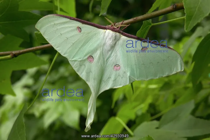 : Indian Moon Moth : Indian Moon Moth
