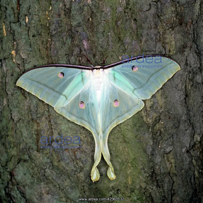  : Indian Moon Moth
